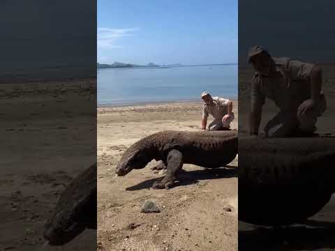 Giant Komodo Dragon 😱🦖 Komodo National Park.