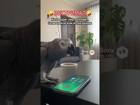 Экстримал #юмор #прикол #попугай #masterclip2025