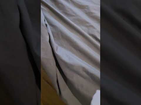 Jellystone Park - Bed bugs - Image 5