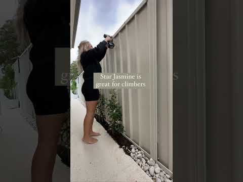 #diy How to Video Star Jasmine Climber #shorts #beforeandafter