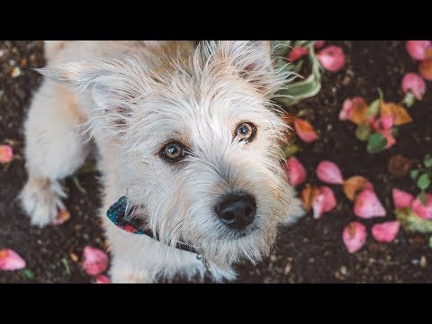 How to Travel with Your Dog Internationally  | What You Need to Know