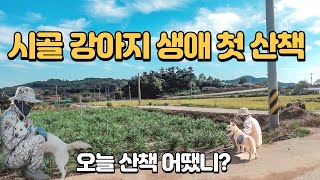 【시골강아지 산책】 시골개 처음 산책해 줬더니 반응? 시고르자브종 