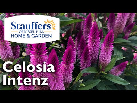 Plant Celosia Intenz in Your Fall Garden & Containers
