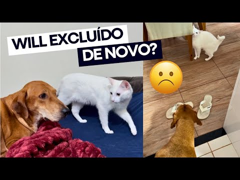 A CLARAMELA E OS GATOS SE TORNARAM AMIGOS 😻 e eu fiquei excluído de novo? 😭
