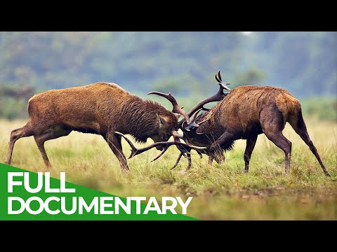 The Lueneburg Heath: Manmade Wildlife Paradise