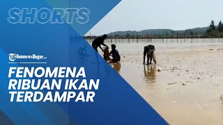 Fenomena Langka! Ribuan Ikan Terdampar di Pantai Nambo Kendari hingga Jadi Rebutan