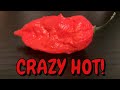 Naga Morich from Seriously Hot Peppers!