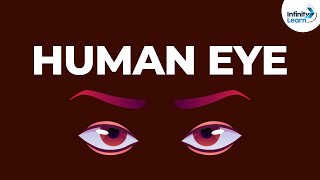 Structure of the Human Eye | Physics | Don't Memorise