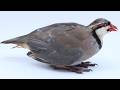 Raising Chukar Partridge For Meat Hatching Eggs To Butcher The Entire Process Shawn Woods