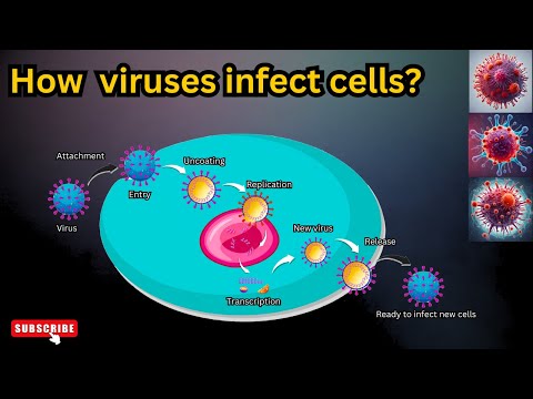 How viruses attack the body cells|| How viruses infect host cells|| Microbiology
