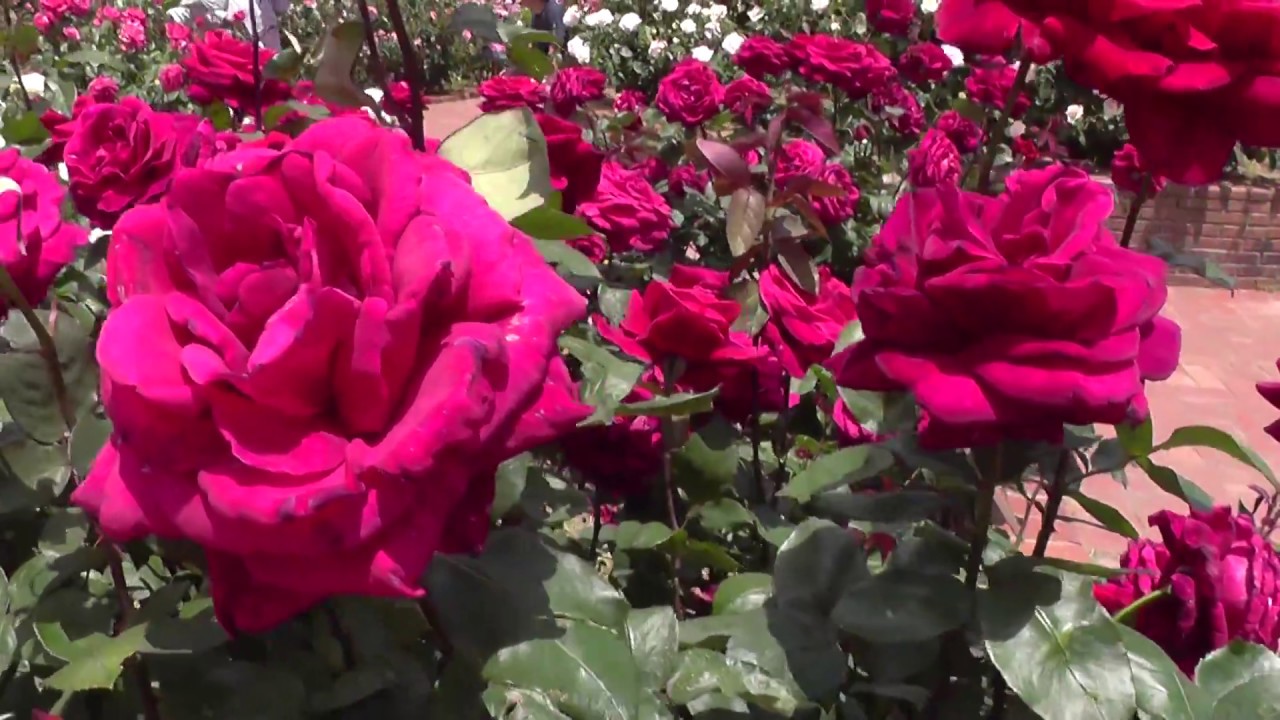 薔薇バラRoseミスターリンカーンMr. Lincoln