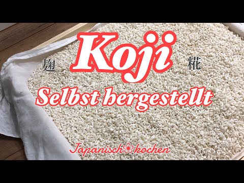 Koji-Kultur auf Reis selbst hergestellt /[日本語字幕]麹を作ってみました