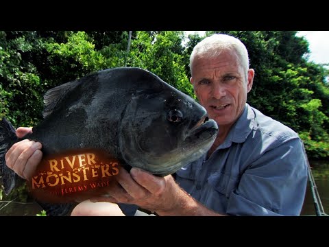 Jeremy's Largest Piranha Catch Ever | PIRANHA | River Monsters