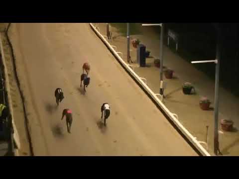 BUBBLY TOMAHAWK Wins The CORAL CORONATION CUP TRIAL STAKES Race At Odds Of 7/1 In Trap 5 At Romford