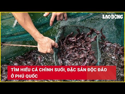 Cá chình suối đặc sản Phú Quốc