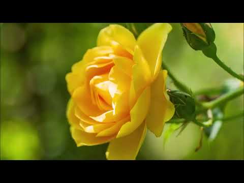 Reiki 3 Minute Timer with Relaxing Piano & Flute Music and Nature Sounds ~ 26 x 3 Tibetan Bell Timer