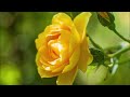 Reiki 3 Minute Timer With Relaxing Piano Flute Music And Nature Sounds 26 X 3 Tibetan Bell Timer