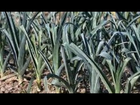 JESENJO-ZIMSKI UZGOJ PRAZILUKA