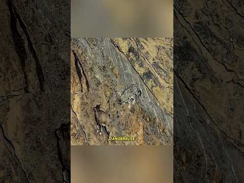 Le Cerf de l’Himalaya Échappe au Léopard des Neiges dans un Saut Incroyable ! 😱🦌 #shorts #shortvideo