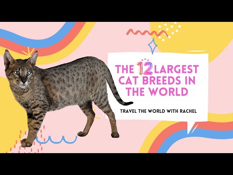 WOW! The 12 Largest Cat Breeds in the World 🐱 🐈‍⬛ 🐈