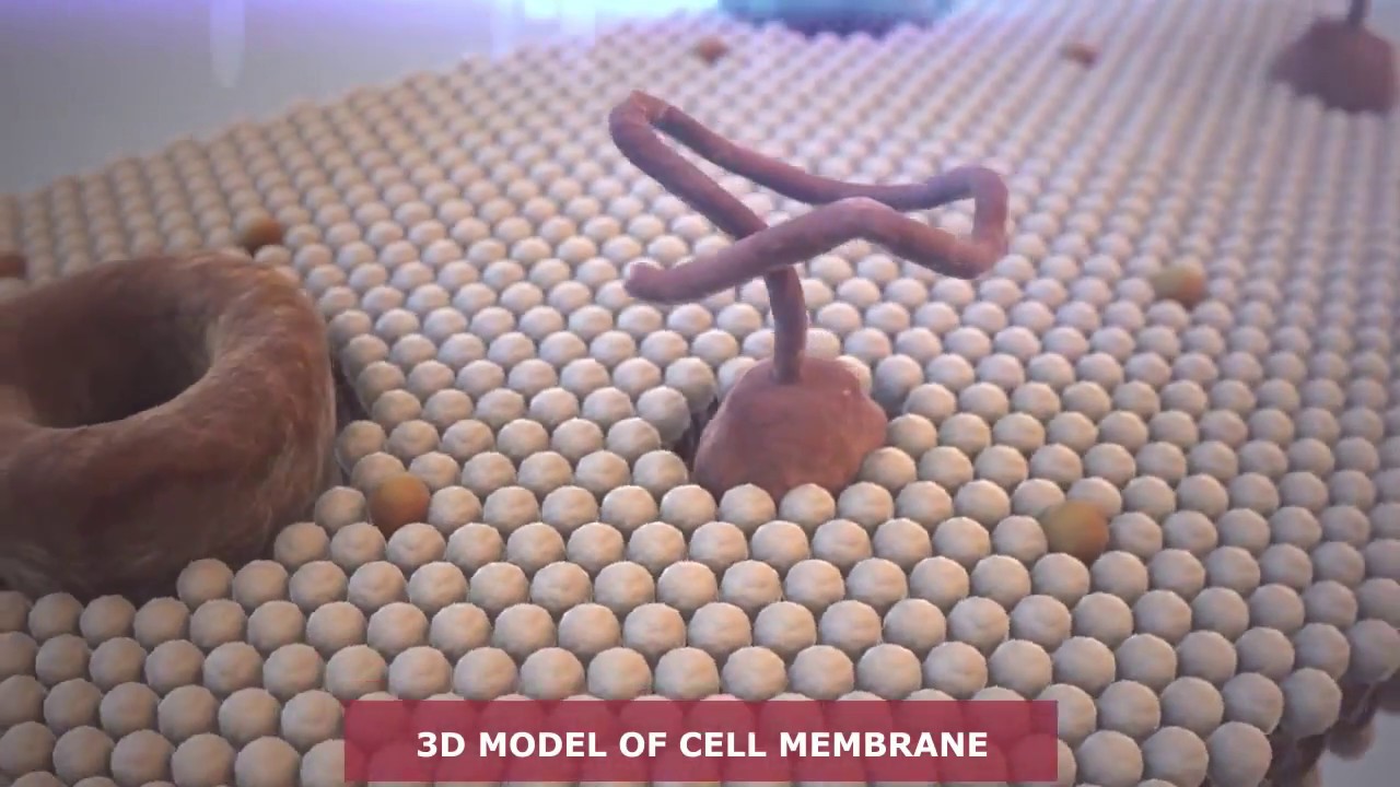 3D model of cell membrane