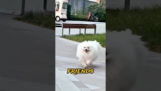 Hi👋I'm Sad😔😟 #dog #pets #puppy #dogs #dogshorts #cute #cutedog #ytshorts #shorts #viral 