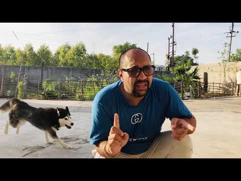 Feeding Tips For Dog | Cat | Hot Summer Days. Why Pets Energy Level and Loss Of Appetite? BholaShola