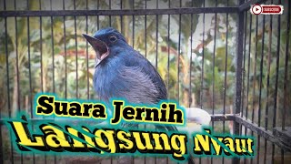 Download lagu Pancingan Sitrun Biru Malas Bunyi • Suara Merdu Burung Sikatan Ninon mp3