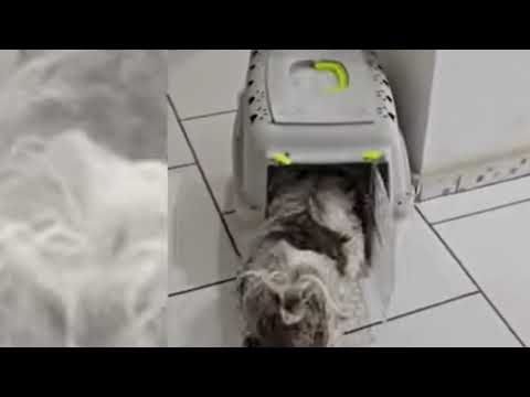 Cadela Shih-Tzu reconhece tutor na delegacia e encerra disputa de meses!