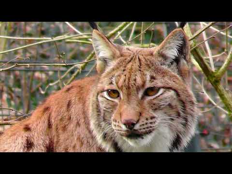 Der Luchs - größte Katze Europas - the lynx, the largest cat in Europe
