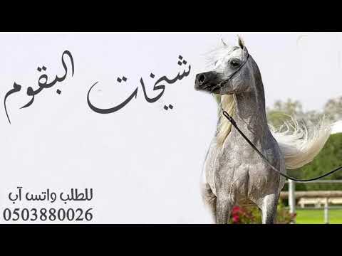 شيله بنات البقوم 2024 شيخات البقوم شيلات مدح بنات البقوم مجانيه بدون حقوق