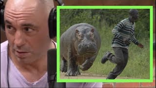 Joe Rogan | Being Charged by a Hippo