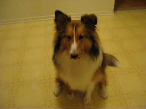 Sheltie Tricks