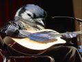 Strumming Jay Blue