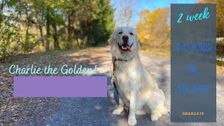 Download Lagu Best Golden Retriever Trainers||| OLK9 Lehigh Valley ||| 1 Year Old Golden Retriever, Charlie Thumbnail