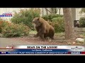 WOW! California Bear On The Loose FINALLY Passes OUT! (FNN)