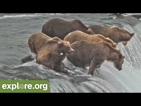 MVP BEARBALL on Brooks Falls Lip! 18 Bears show off their Salmon skills! Who is your MVP?