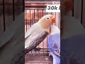 Both Bird 30k