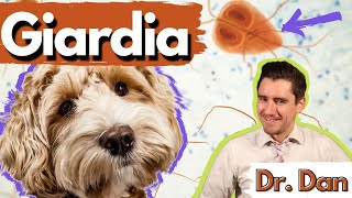 Giardia in the dog and cat.  Dr. Dan- what giardia is, giardia symptoms, diagnosis, and treatment