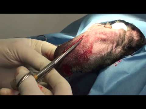Ear Infections and Hematoma Surgery in a Dog Video
