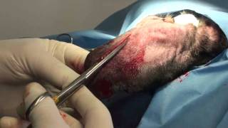 Ear Infections and Hematoma Surgery in a Dog