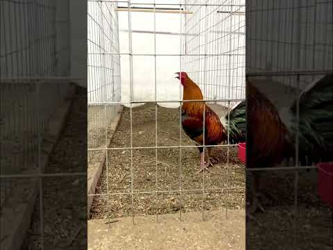 George neal Kelso 20K line