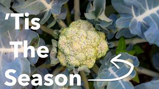 The Brassica Breakdown Show