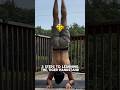 Only 1% of people can do the TIGER HANDSTAND 🐯🤸, CAN YOU? 👀 #calisthenics #gym #wow #challenge