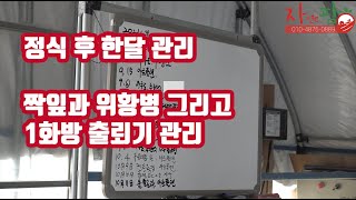 자연이팜 현재까지 관리방법 짝잎 위황병!! 1화방 출뢰!!