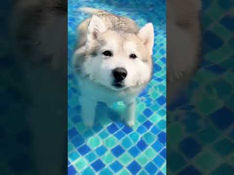 Both Dogs Went to take a Bath in the Swimming Pool