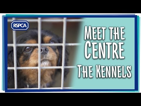 Kennel worker video 2