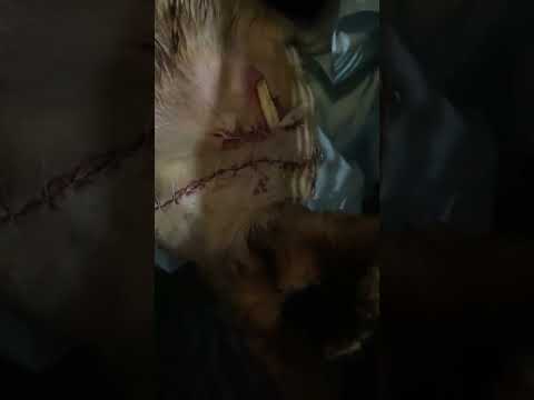 Graphic Case: Criminal Neglect Leaves This Bengal Cat Fighting For His Life - UPDATE