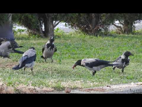 Crows eat breakfast