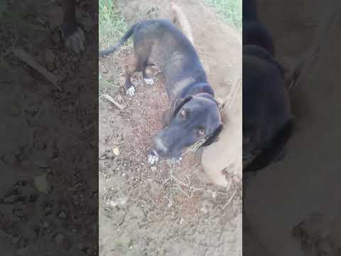 dog Video foryou🐕#youtube #viral #youtube